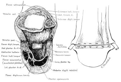 Fig. 31. Technique Of The Syme Amputation, Con | O&P Digital Resource ...