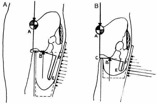 fig-20b-5-the-relationship-of-femoral-length-o-p-digital-resource