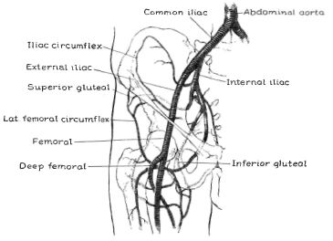 Fig. 3. Arterial system in the hip and upper p | O&P Digital Resource ...