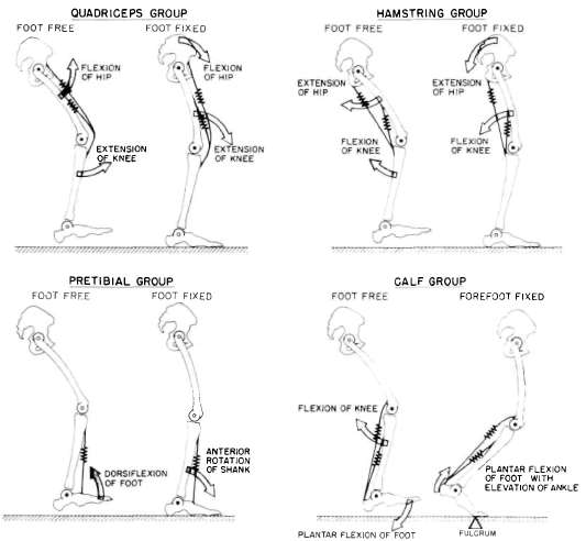 Fig. 2. Major muscle groups of the normal low | O&P Digital Resource ...