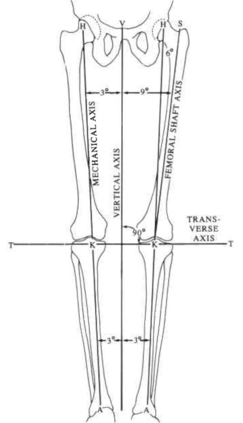 Fig 3. Normal mechanical and anatomical alignm | O&P Digital Resource ...